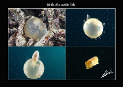Cuttlefish egg hatched right before my eyes... photoshopp... by Adriano Trapani 